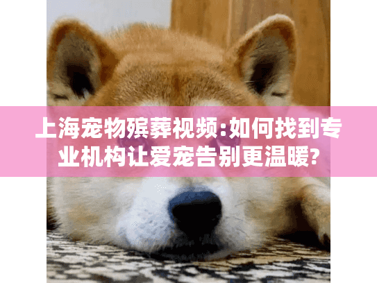 上海宠物殡葬视频:如何找到专业机构让爱宠告别更温暖?