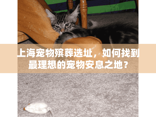 上海宠物殡葬选址，如何找到最理想的宠物安息之地？