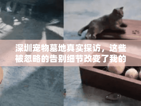 深圳宠物墓地真实探访,这些被忽略的告别细节改变了我的选择 深圳宠物墓地真实探访,这些被忽略的告别细节改变了我的选择