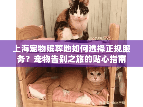上海宠物殡葬地如何选择正规服务？宠物告别之旅的贴心指南
