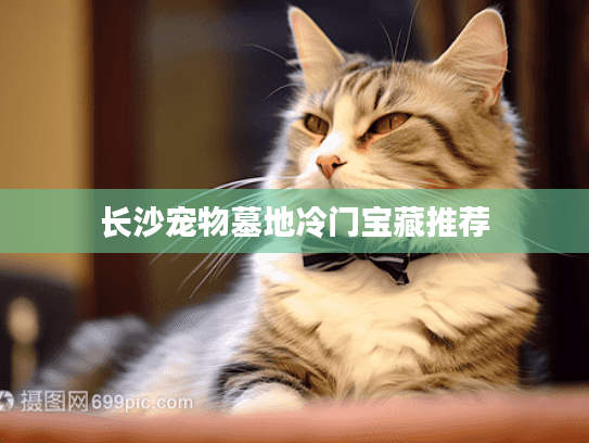 长沙宠物墓地冷门宝藏推荐