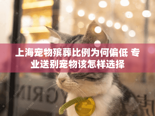 上海宠物殡葬比例为何偏低 专业送别宠物该怎样选择