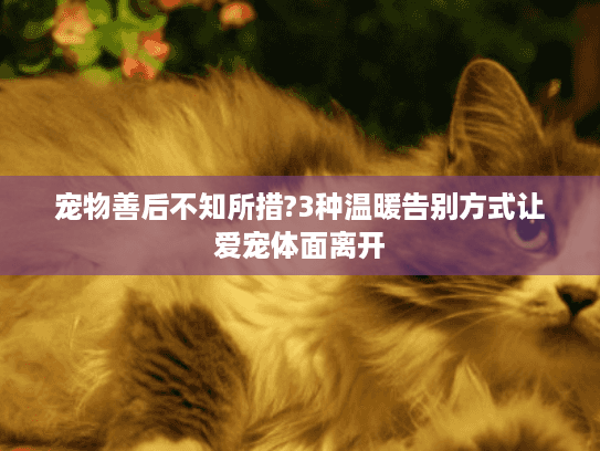 宠物善后不知所措?3种温暖告别方式让爱宠体面离开