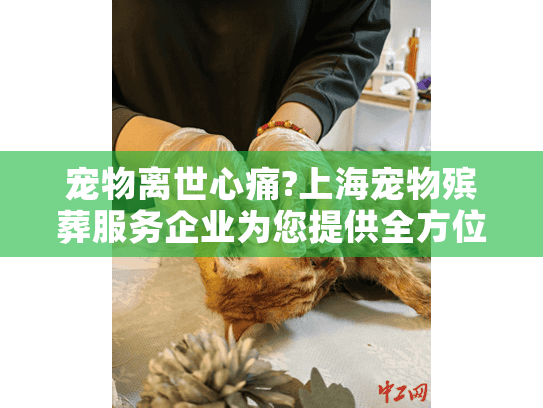 宠物离世心痛?上海宠物殡葬服务企业为您提供全方位关怀