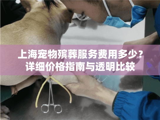 上海宠物殡葬服务费用多少？详细价格指南与透明比较