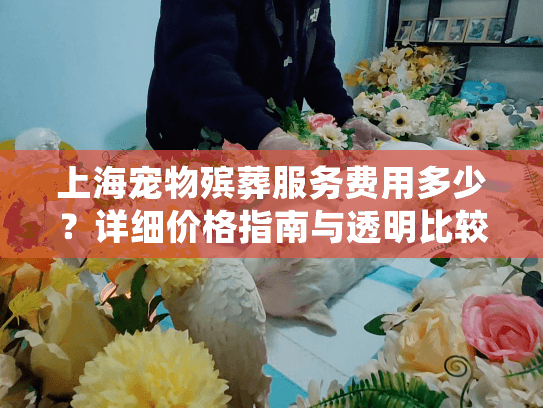上海宠物殡葬服务费用多少？详细价格指南与透明比较