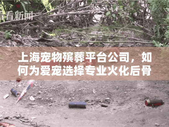 上海宠物殡葬平台公司，如何为爱宠选择专业火化后骨灰纪念服务？
