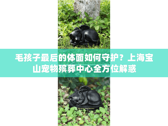 毛孩子最后的体面如何守护？上海宝山宠物殡葬中心全方位解惑
