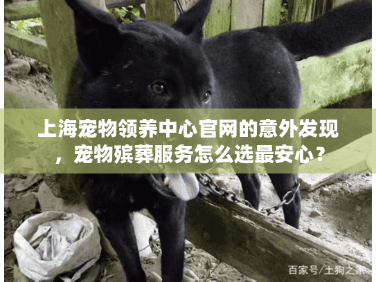 上海宠物领养中心官网的意外发现，宠物殡葬服务怎么选最安心？