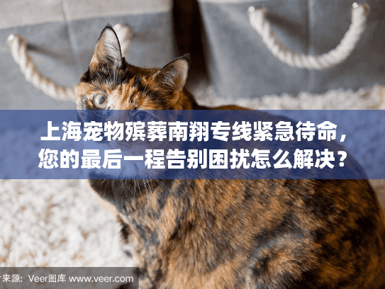 上海宠物殡葬南翔专线紧急待命，您的最后一程告别困扰怎么解决？