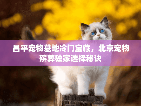 昌平宠物墓地冷门宝藏，北京宠物殡葬独家选择秘诀
