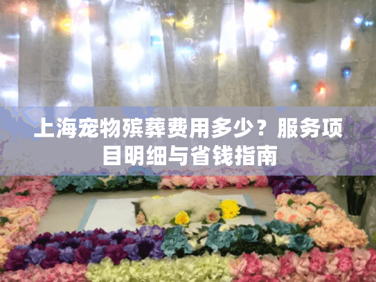 上海宠物殡葬费用多少？服务项目明细与省钱指南