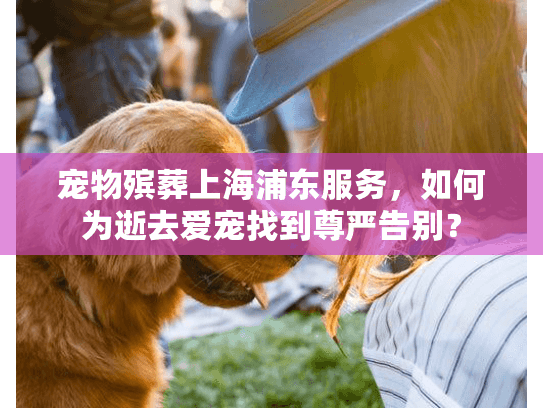 宠物殡葬上海浦东服务，如何为逝去爱宠找到尊严告别？