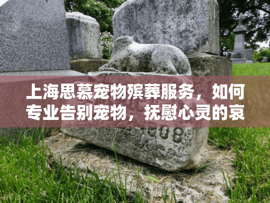 上海思慕宠物殡葬服务，如何专业告别宠物，抚慰心灵的哀伤？