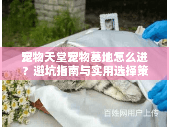 宠物天堂宠物墓地怎么进？避坑指南与实用选择策略