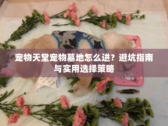 宠物天堂宠物墓地怎么进？避坑指南与实用选择策略
