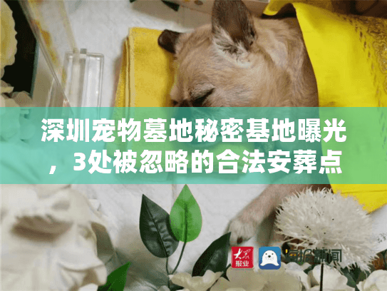 深圳宠物墓地秘密基地曝光，3处被忽略的合法安葬点