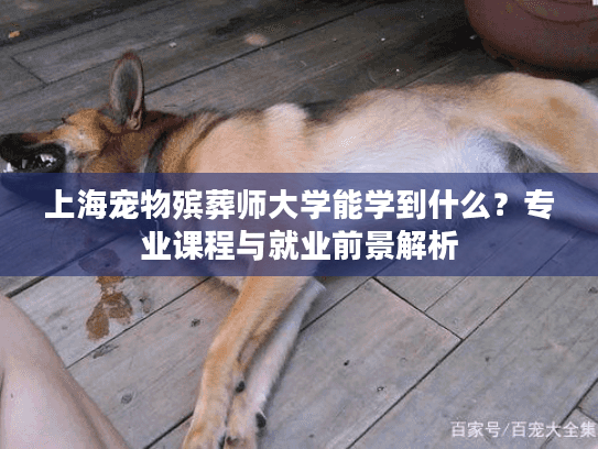 上海宠物殡葬师大学能学到什么？专业课程与就业前景解析