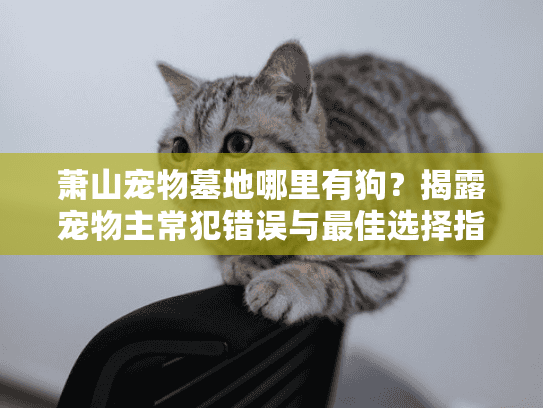 萧山宠物墓地哪里有狗？揭露宠物主常犯错误与最佳选择指南