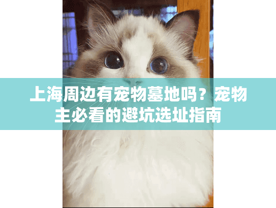 上海周边有宠物墓地吗？宠物主必看的避坑选址指南