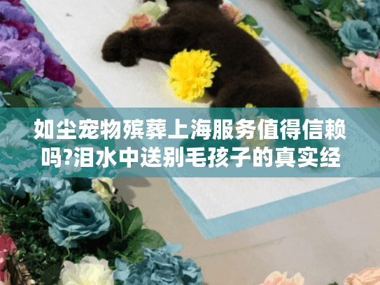 如尘宠物殡葬上海服务值得信赖吗?泪水中送别毛孩子的真实经历分享