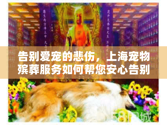 告别爱宠的悲伤，上海宠物殡葬服务如何帮您安心告别？