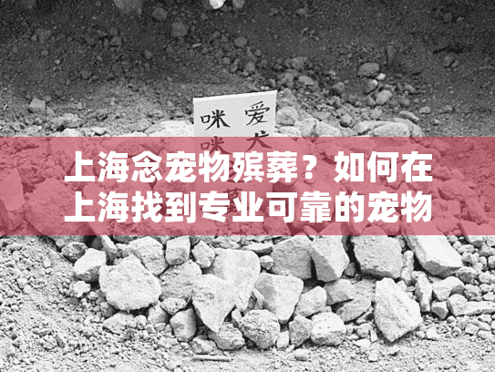 上海念宠物殡葬？如何在上海找到专业可靠的宠物殡葬服务？