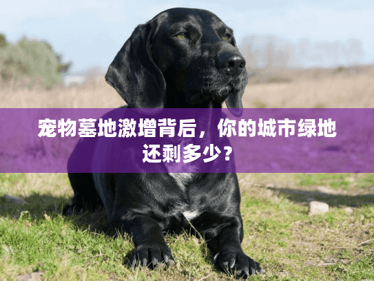 宠物墓地激增背后，你的城市绿地还剩多少？