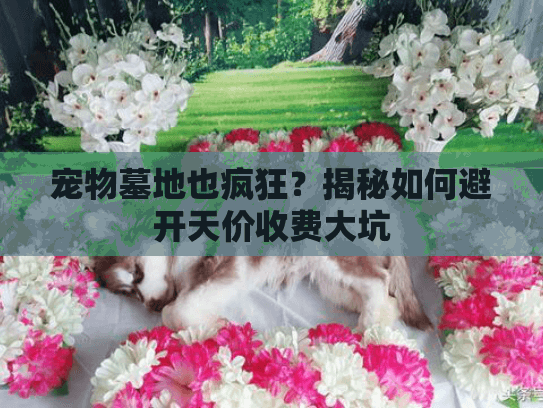 宠物墓地也疯狂？揭秘如何避开天价收费大坑