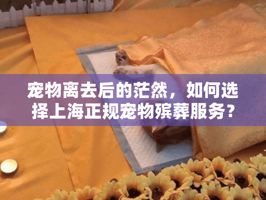 宠物离去后的茫然，如何选择上海正规宠物殡葬服务？