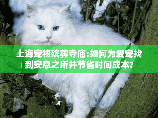 上海宠物殡葬寺庙:如何为爱宠找到安息之所并节省时间成本?