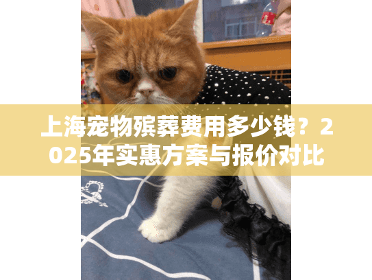 上海宠物殡葬费用多少钱？2025年实惠方案与报价对比