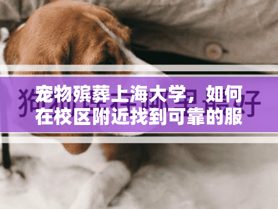 宠物殡葬上海大学，如何在校区附近找到可靠的服务？