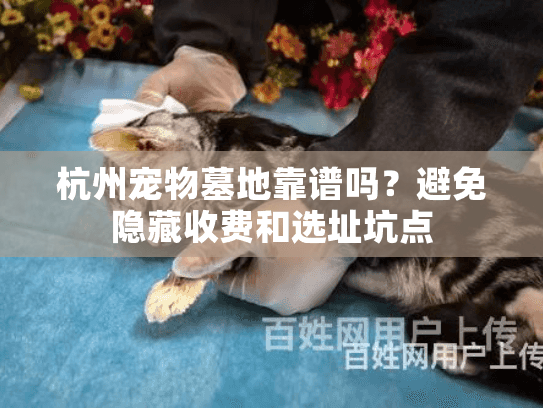 杭州宠物墓地靠谱吗?避免隐藏收费和选址坑点 杭州宠物墓地靠谱吗?避免隐藏收费和选址坑点