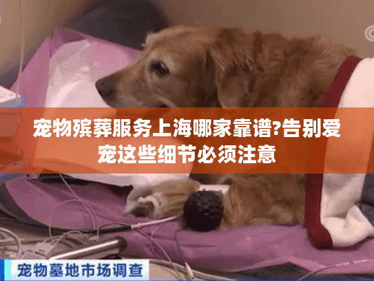 宠物殡葬服务上海哪家靠谱?告别爱宠这些细节必须注意