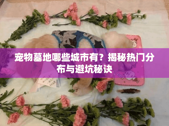 宠物墓地哪些城市有？揭秘热门分布与避坑秘诀
