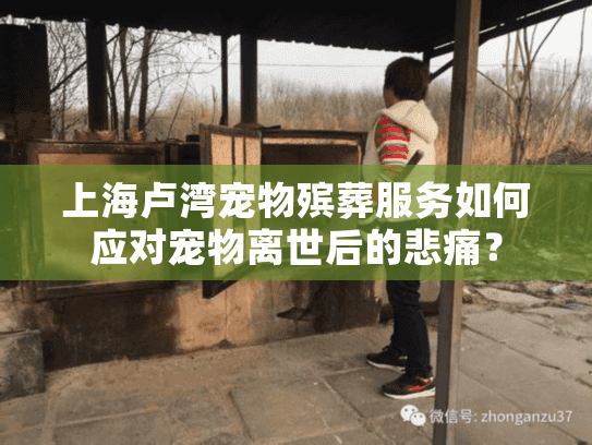 上海卢湾宠物殡葬服务如何应对宠物离世后的悲痛？