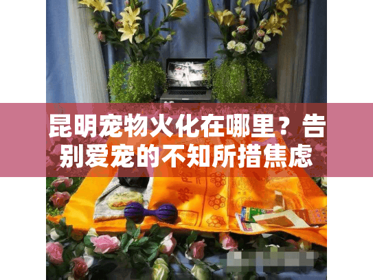 昆明宠物火化在哪里？告别爱宠的不知所措焦虑