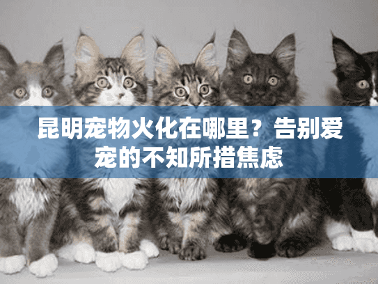 昆明宠物火化在哪里？告别爱宠的不知所措焦虑