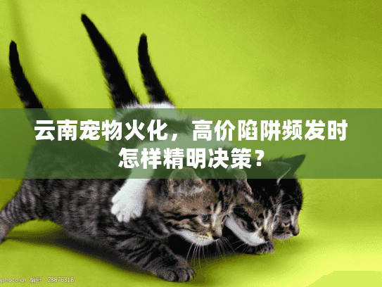 云南宠物火化，高价陷阱频发时怎样精明决策？