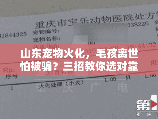 山东宠物火化，毛孩离世怕被骗？三招教你选对靠谱服务！