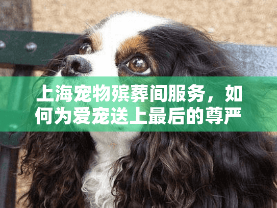 上海宠物殡葬间服务，如何为爱宠送上最后的尊严？
