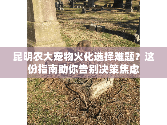 昆明农大宠物火化选择难题？这份指南助你告别决策焦虑
