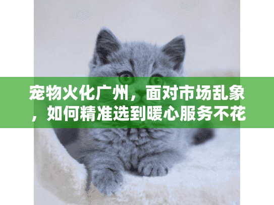 宠物火化广州，面对市场乱象，如何精准选到暖心服务不花冤枉钱？