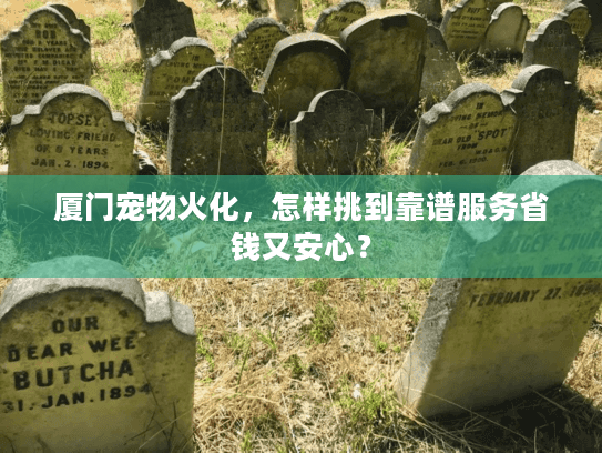 厦门宠物火化，怎样挑到靠谱服务省钱又安心？