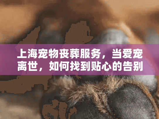上海宠物丧葬服务，当爱宠离世，如何找到贴心的告别方案？