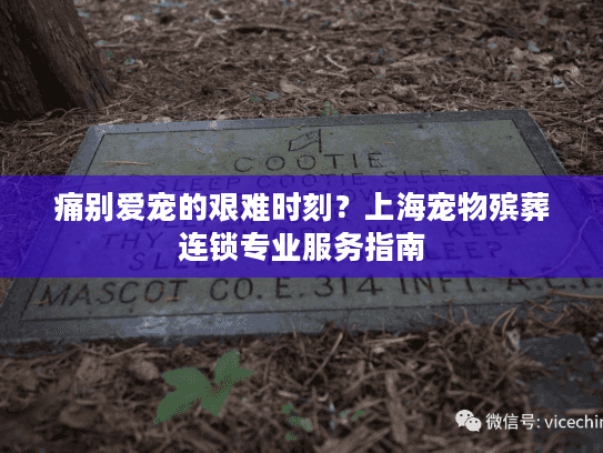 痛别爱宠的艰难时刻？上海宠物殡葬连锁专业服务指南