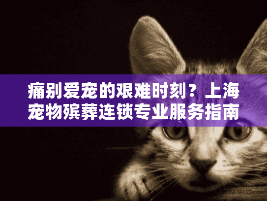 痛别爱宠的艰难时刻？上海宠物殡葬连锁专业服务指南