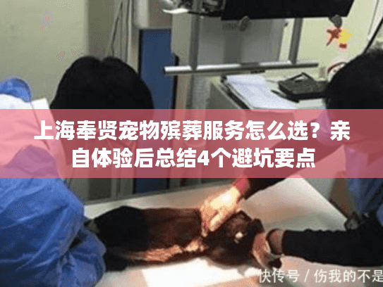 上海奉贤宠物殡葬服务怎么选？亲自体验后总结4个避坑要点