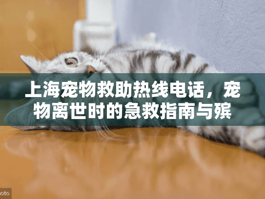 上海宠物救助热线电话，宠物离世时的急救指南与殡葬服务选择